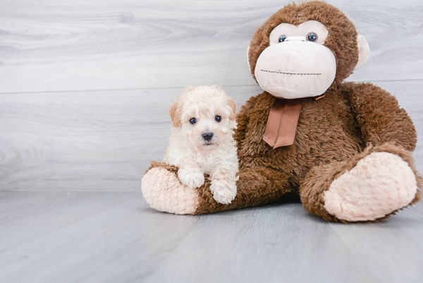 Maltipoo Pup Being Cute