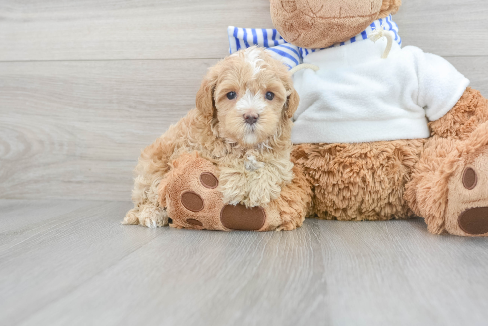 Cute Maltipoo Baby