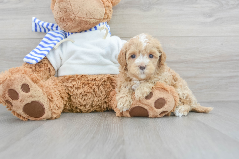 Popular Maltipoo Poodle Mix Pup