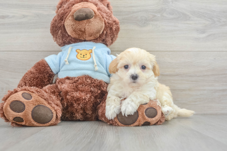 Smart Maltipoo Poodle Mix Pup