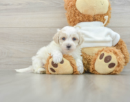 8 week old Maltipoo Puppy For Sale - Premier Pups