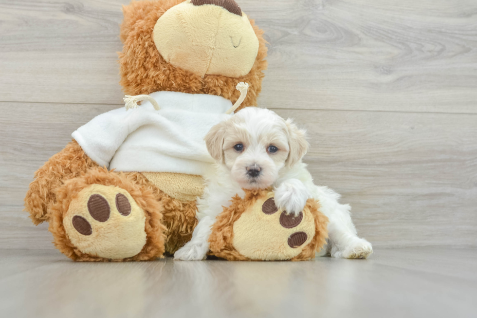 Maltipoo Puppy for Adoption