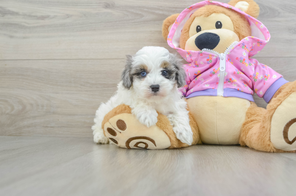 5 week old Maltipoo Puppy For Sale - Premier Pups