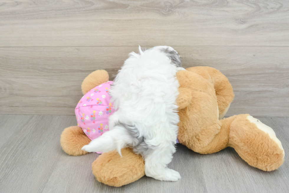 Maltipoo Pup Being Cute