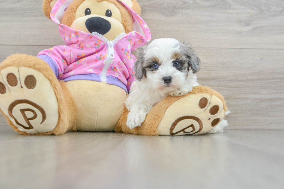 Small Maltipoo Baby