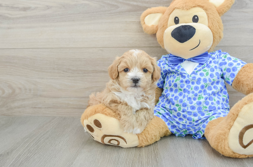 6 week old Maltipoo Puppy For Sale - Premier Pups