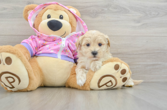 Small Maltipoo Baby