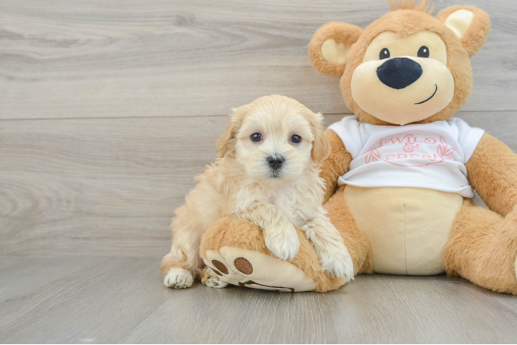 Best Maltipoo Baby