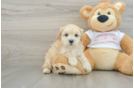 Best Maltipoo Baby