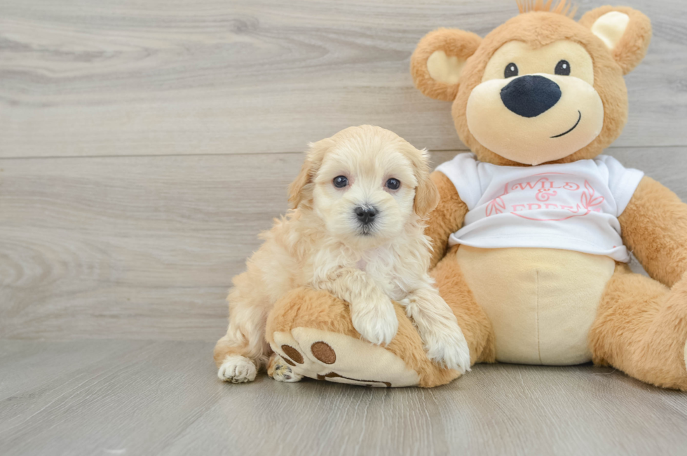 6 week old Maltipoo Puppy For Sale - Premier Pups