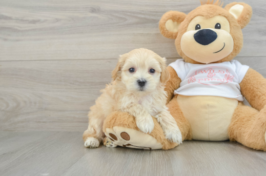 Best Maltipoo Baby