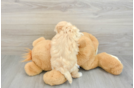 Fluffy Maltipoo Poodle Mix Pup