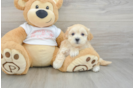 Little Malt a Poo Poodle Mix Puppy