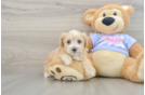 Friendly Maltipoo Baby