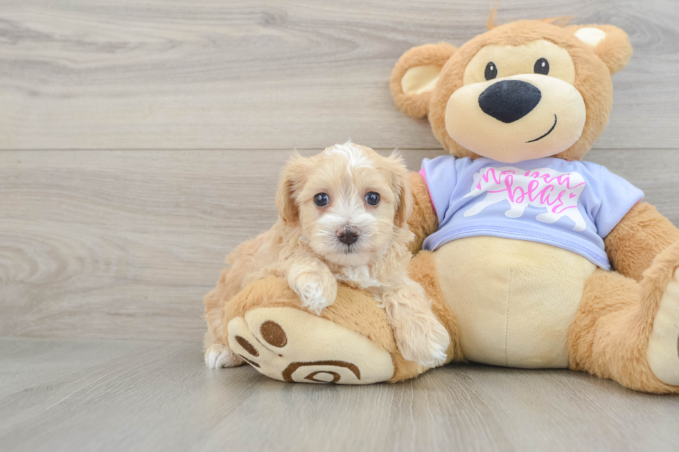Friendly Maltipoo Baby