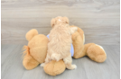 Maltipoo Puppy for Adoption