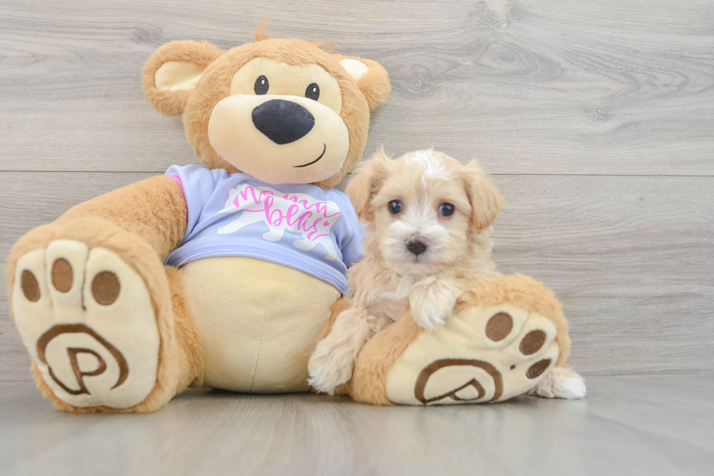 Small Maltipoo Baby