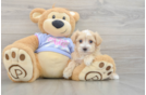 Small Maltipoo Baby