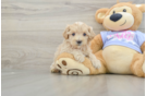 Maltipoo Puppy for Adoption