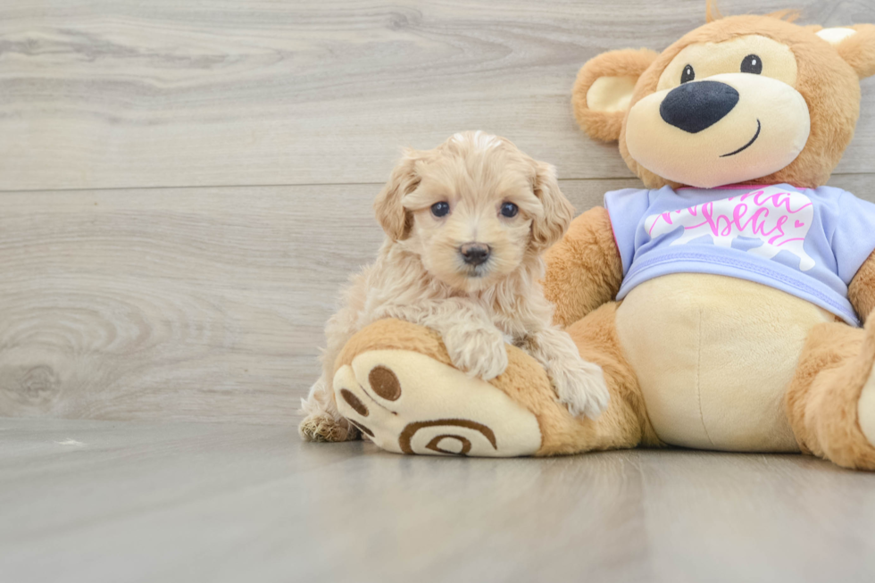 Maltipoo Puppy for Adoption