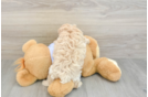 Maltipoo Puppy for Adoption