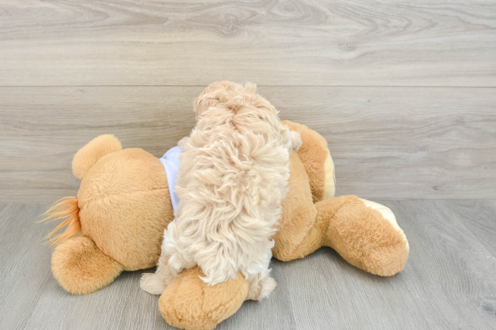 Maltipoo Puppy for Adoption