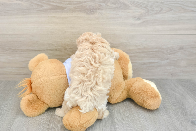 Meet Richie - our Maltipoo Puppy Photo 2/3 - Premier Pups