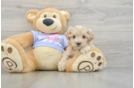 Best Maltipoo Baby