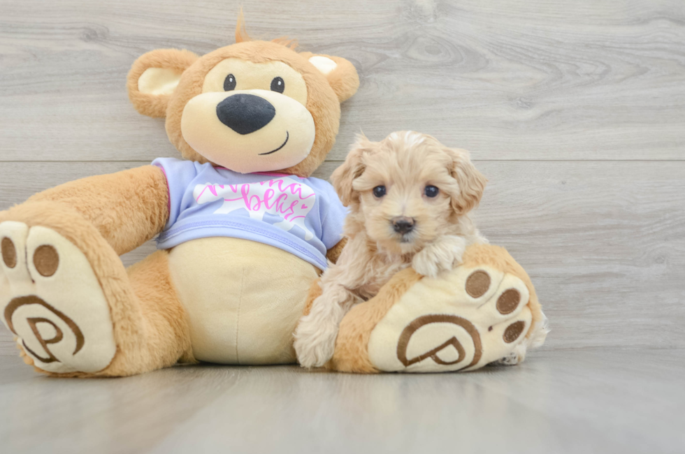 5 week old Maltipoo Puppy For Sale - Premier Pups
