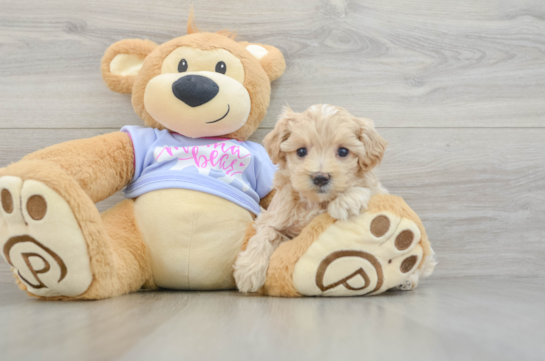 Best Maltipoo Baby