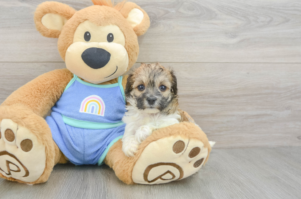 5 week old Maltipoo Puppy For Sale - Premier Pups