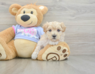 8 week old Maltipoo Puppy For Sale - Premier Pups