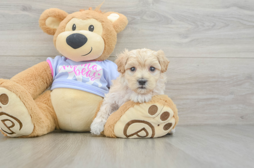 6 week old Maltipoo Puppy For Sale - Premier Pups