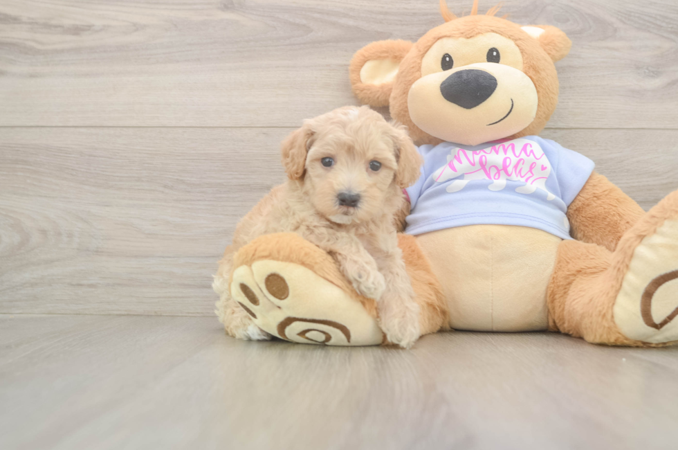 6 week old Maltipoo Puppy For Sale - Premier Pups