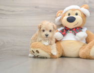 7 week old Maltipoo Puppy For Sale - Premier Pups