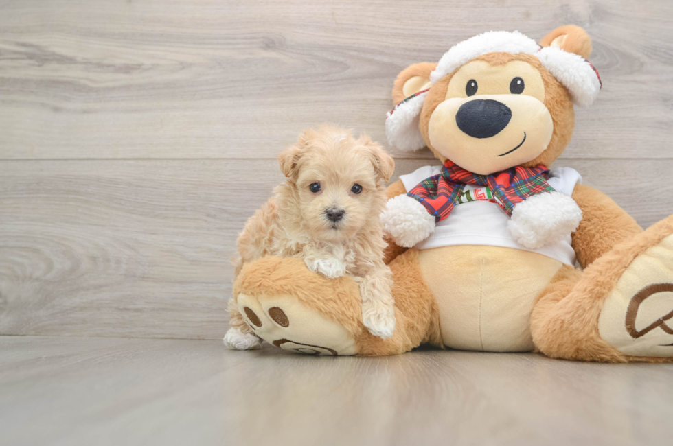 5 week old Maltipoo Puppy For Sale - Premier Pups