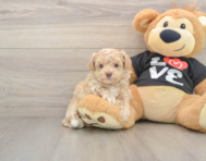 7 week old Maltipoo Puppy For Sale - Premier Pups