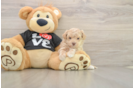 Maltipoo Puppy for Adoption