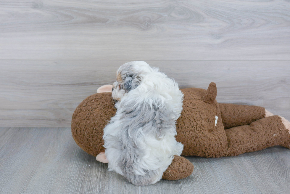 Fluffy Maltipoo Poodle Mix Pup