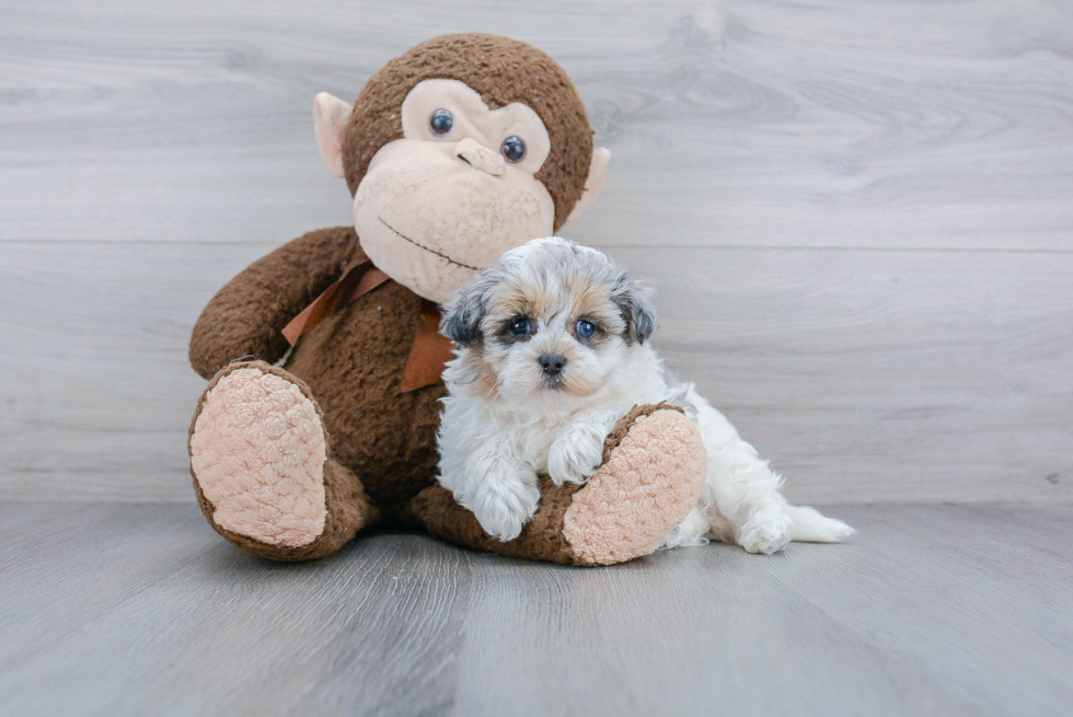 Petite Maltipoo Poodle Mix Pup