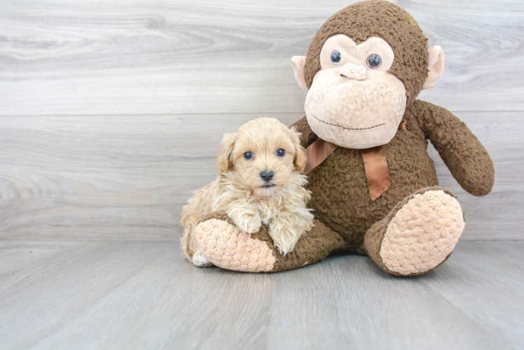 Small Maltipoo Baby