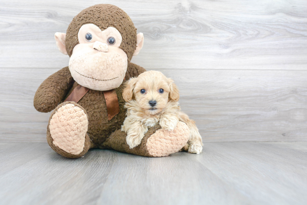 Maltipoo Pup Being Cute