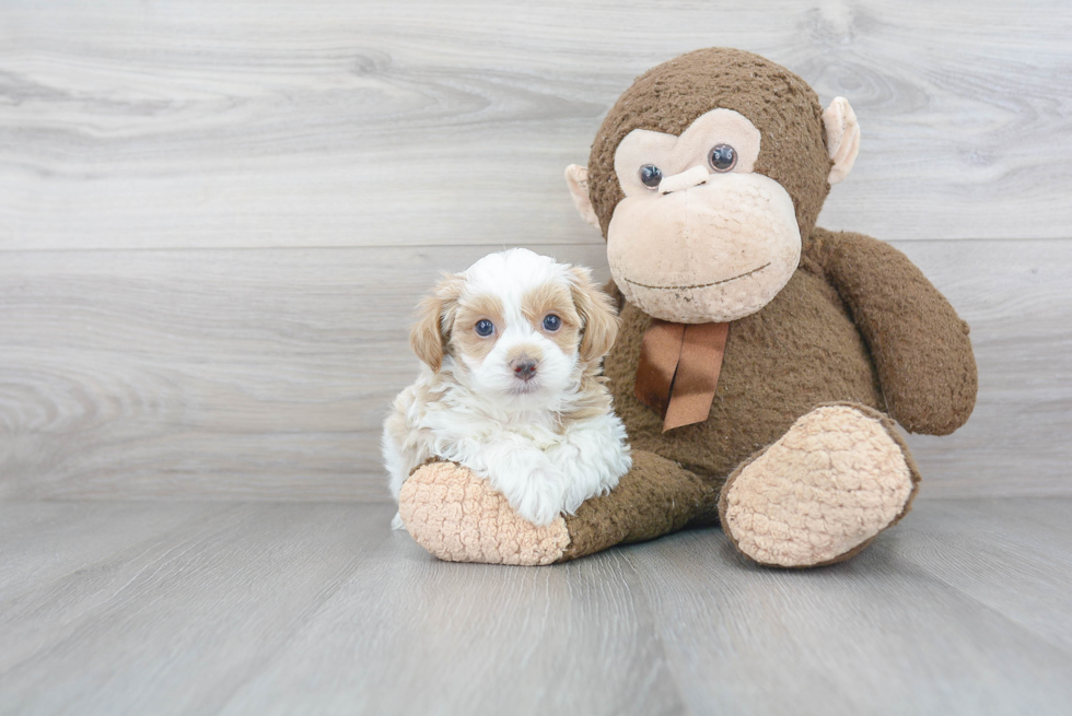 Fluffy Maltipoo Poodle Mix Pup