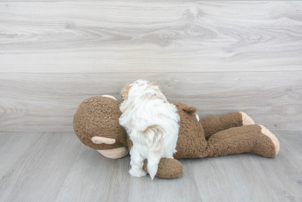 Adorable Maltepoo Poodle Mix Puppy