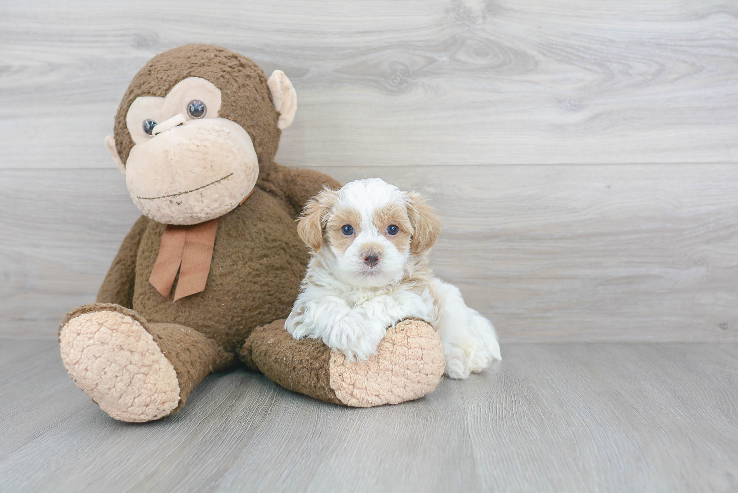 Petite Maltipoo Poodle Mix Pup