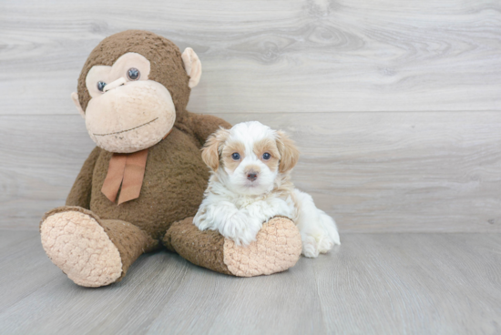 Petite Maltipoo Poodle Mix Pup