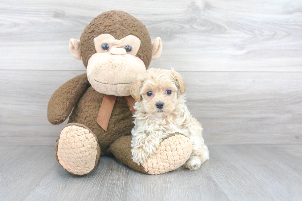 Best Maltipoo Baby