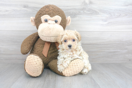 Best Maltipoo Baby