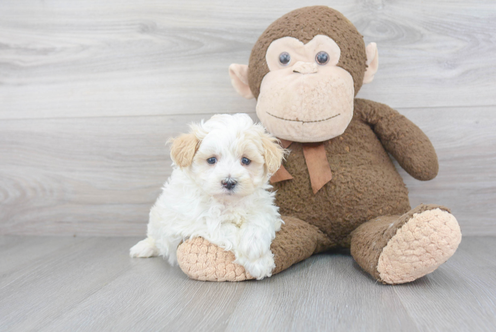 Popular Maltipoo Poodle Mix Pup