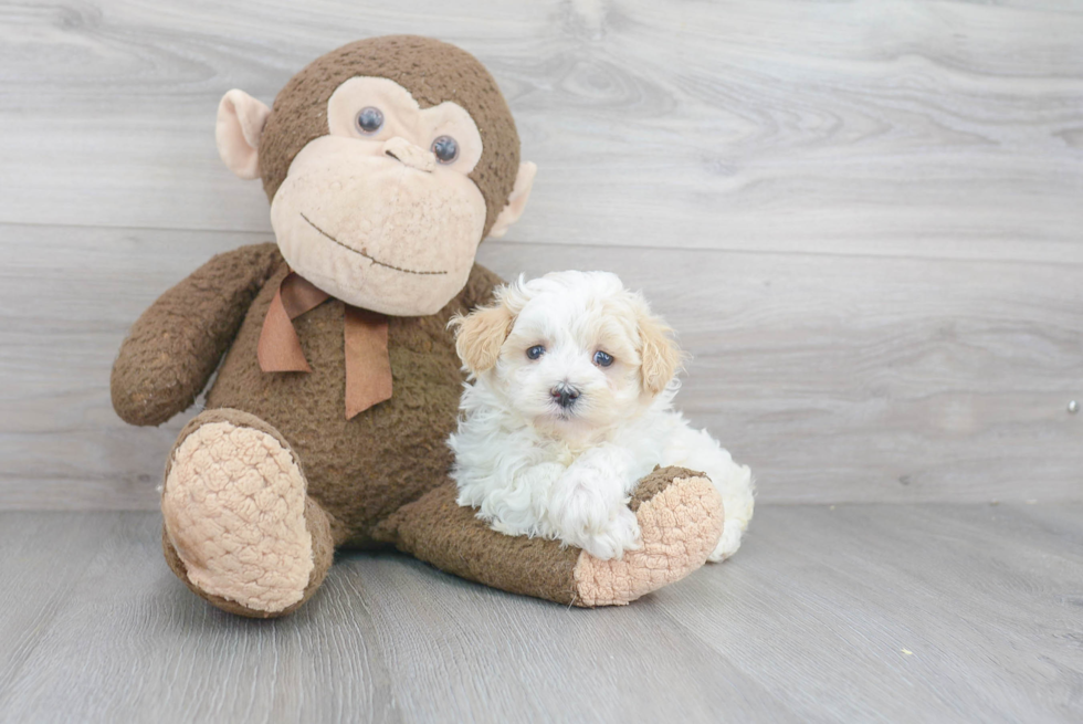 Maltipoo Pup Being Cute